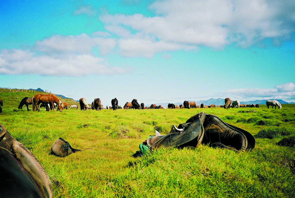 iceland horseback riding vacations