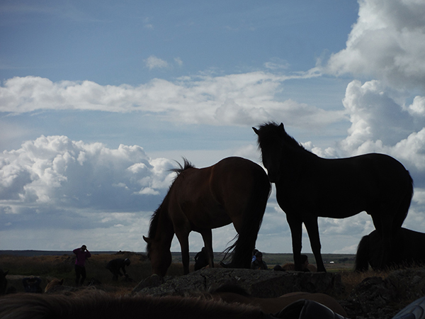 Iceland horse travels