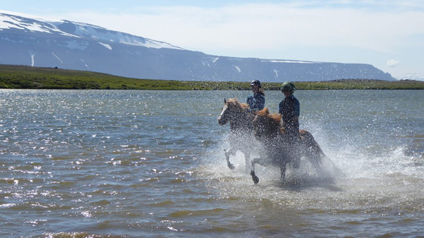 equestrians riding icelandic horses in the ocean