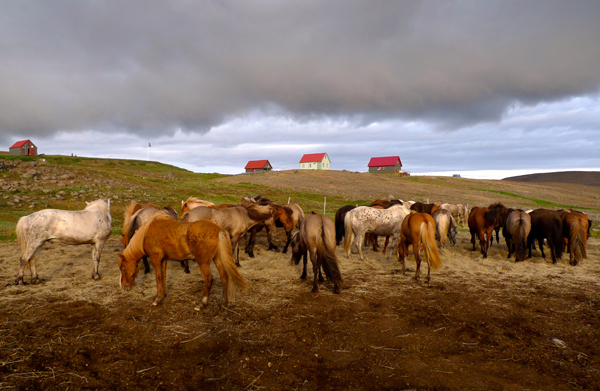 Iceland Horse Riding Vacations