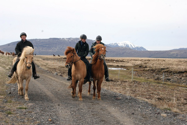 horse drive in Iceland