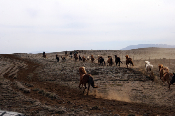 Iceland horse herding