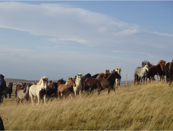 herd of icelandic horses being gathered for the auction