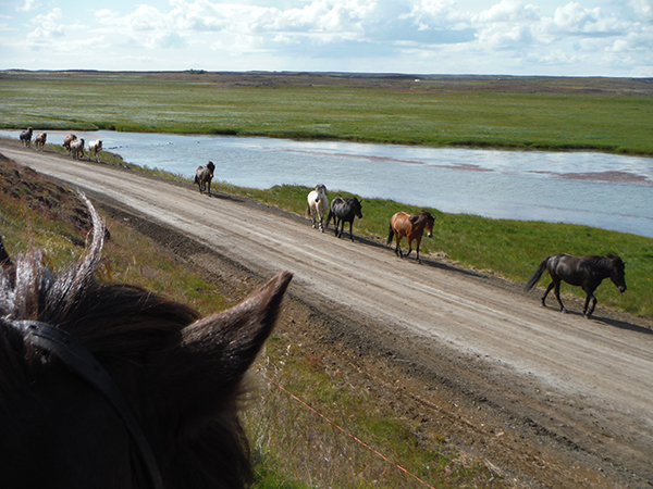 Icelandic horse through the ears