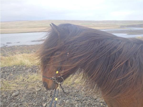 icelandic horse