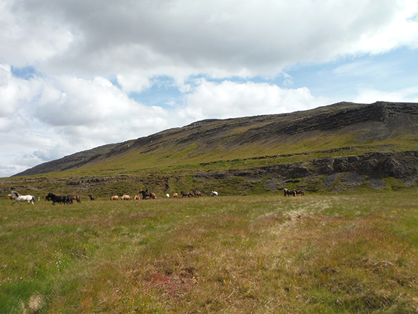 Icelandic horse equestrian