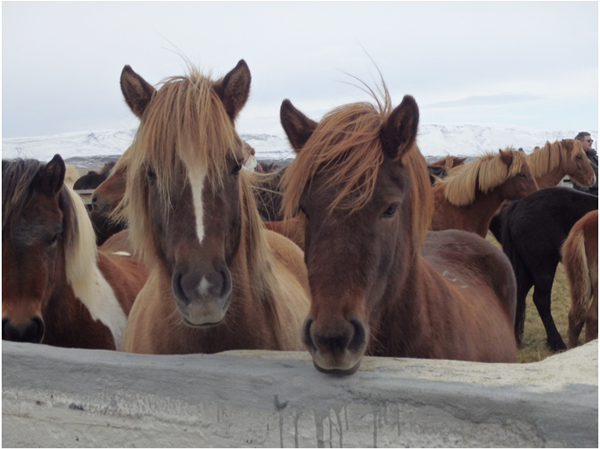 horses at annual icelandic horse auction