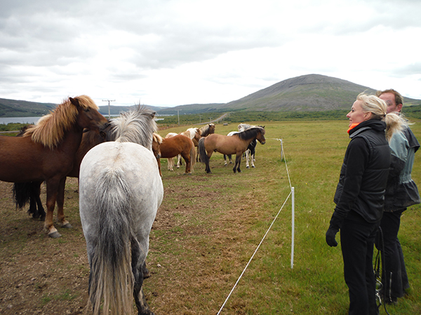 picking Icelandic horses