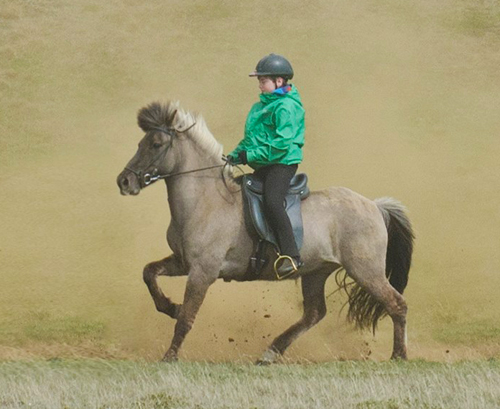 icelandic saddles and tack