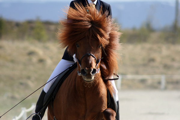 Icelandic horse show