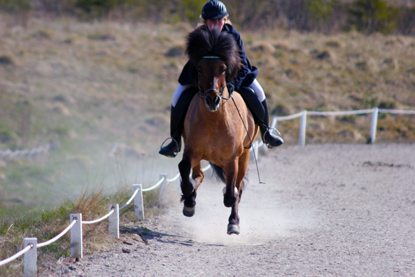 Iceland horse show, Reykjavik