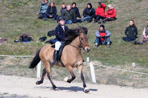 Icelandic horse show