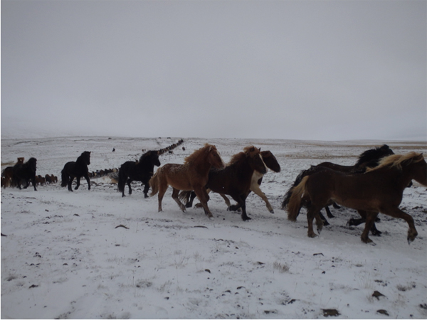 icelandic horses are moved down from the mountains for the auction