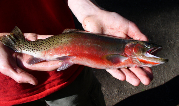 idaho fishing