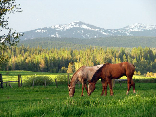 idaho guest ranch