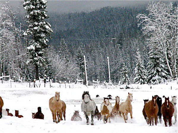 western pleasure guest ranch horses winter snow