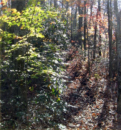 cherokee national forest 