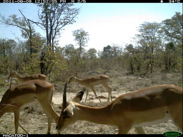 Impala Okavango Delta