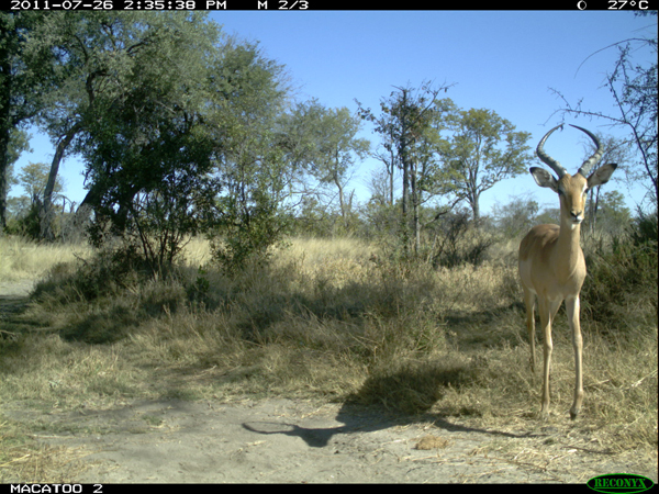 impala in botswana