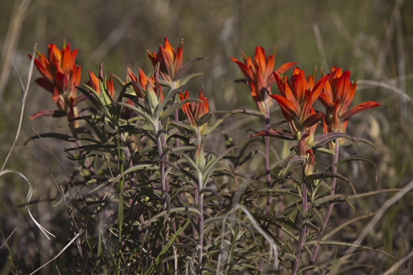 indian paint brush