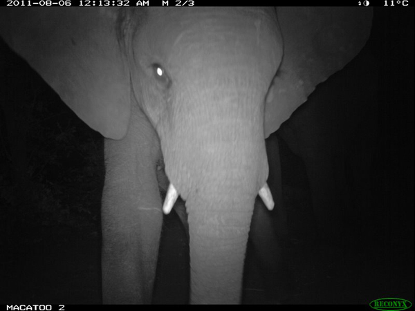 infrared elephant