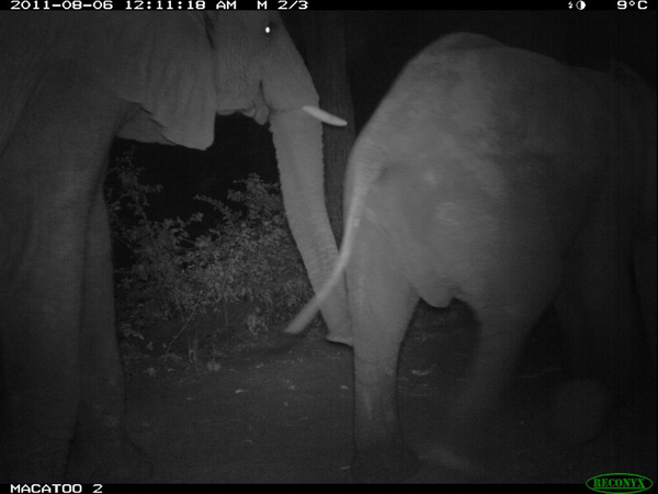 Okavango Delta elephant at night