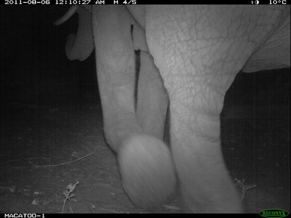 Okavango Delta elephant at night