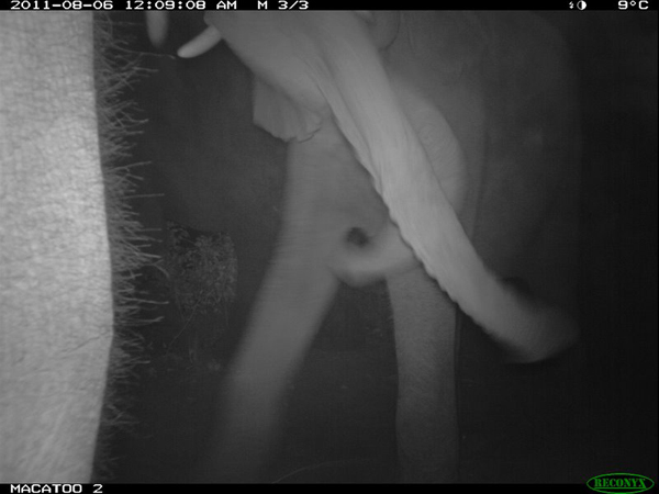 Okavango Delta elephant at night