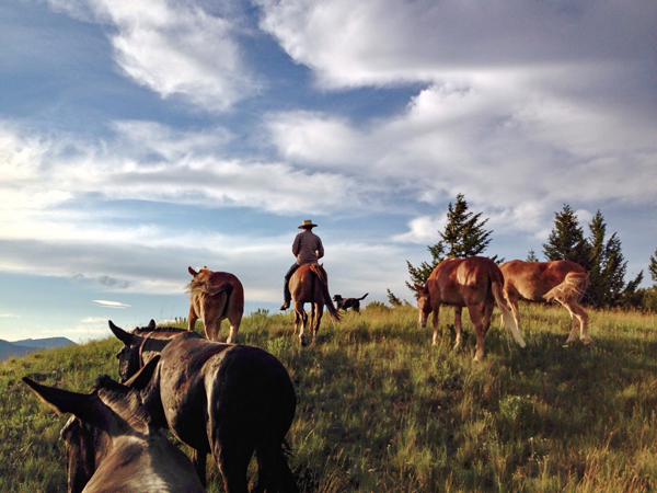 Big Sky Bandits Mules