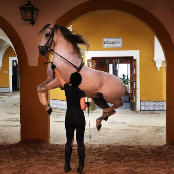 Equi Geo Real Escuela Jerez de la Frontera Spain Horse