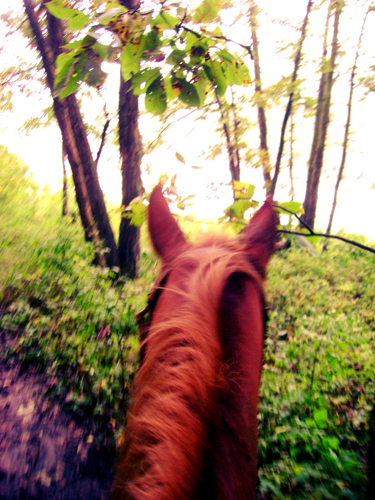 iowa equine trails