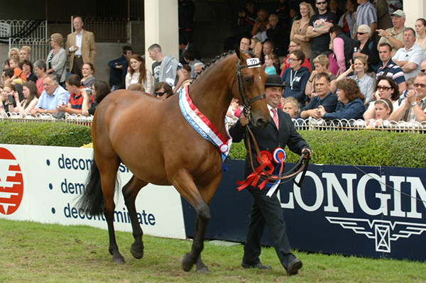 Ireland horse show events