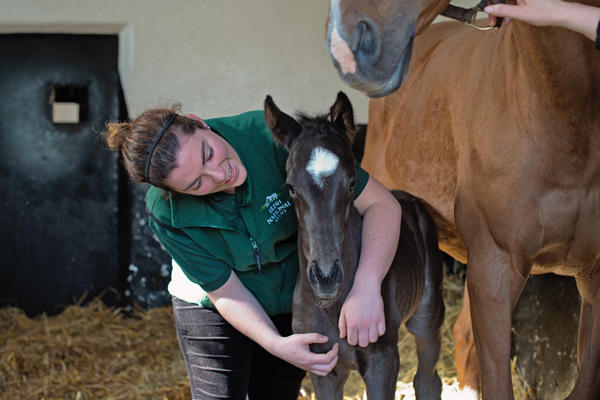 Irish National Stud Mare and Foal