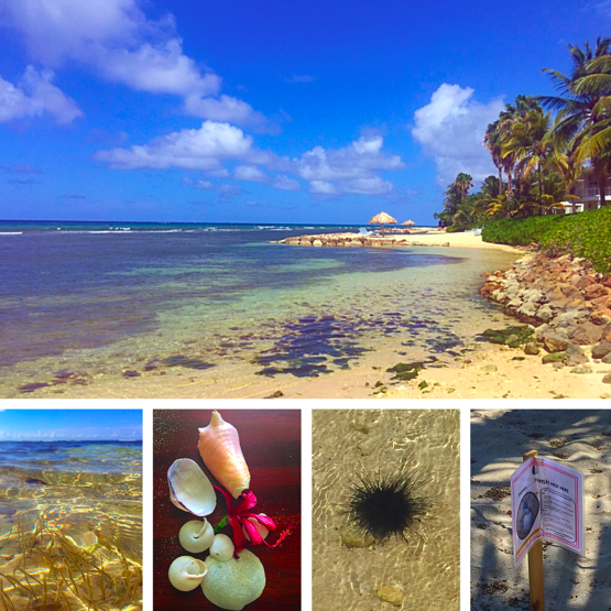 Jamaica shore seashells