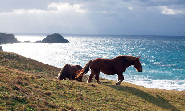 Japan Wild Horses Cape Shiriya