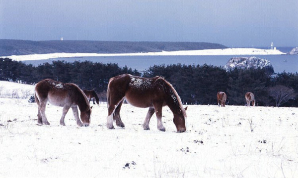 Japan Hardy Wild Horses in Winter
