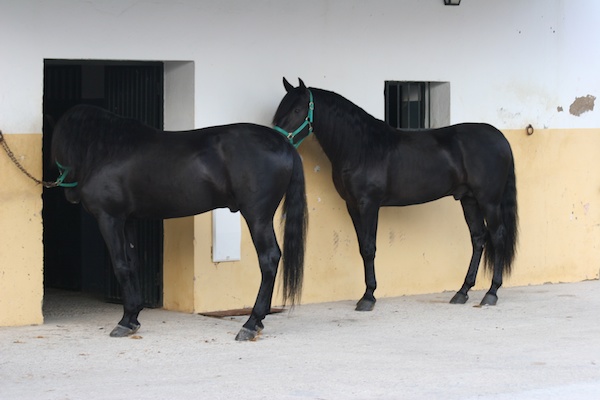 black Andalusians