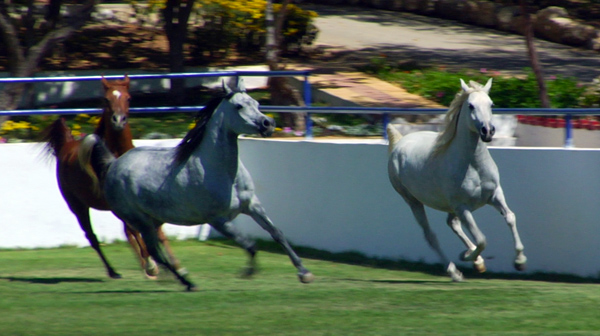 Royal Stables in Amman