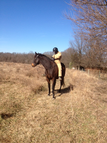 julie ober horse riding bitless