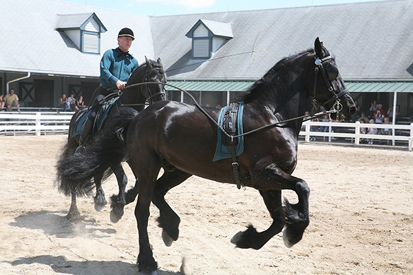 Kentucky Horse Park Friesians 