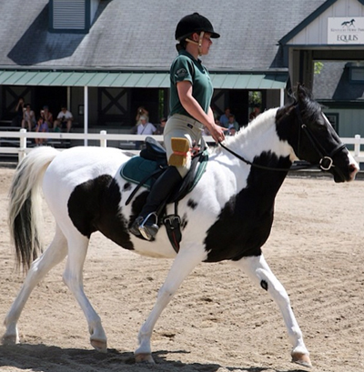 kentucky horse park parade of breeds