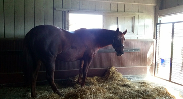 Kentucky Horse Park horses