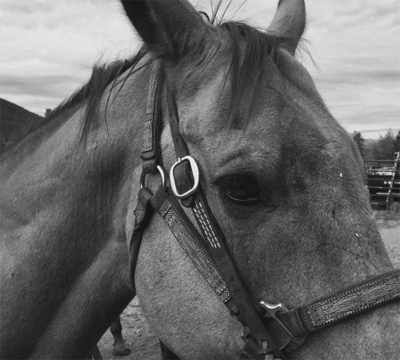 Close up of a beautiful horse before going on a horsebacking trip in Keystone, Colorado