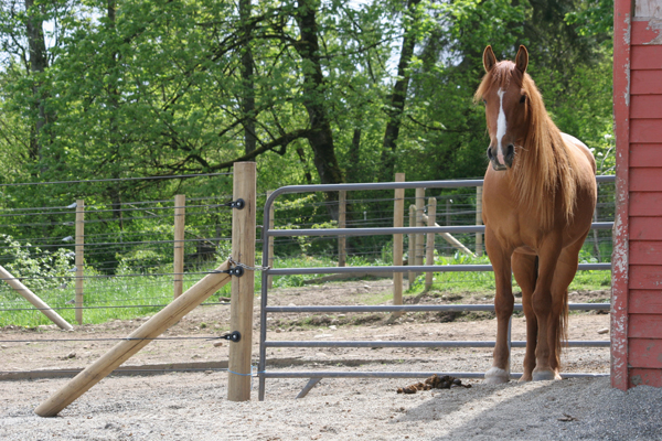 shelby the red dun kiger mustang 