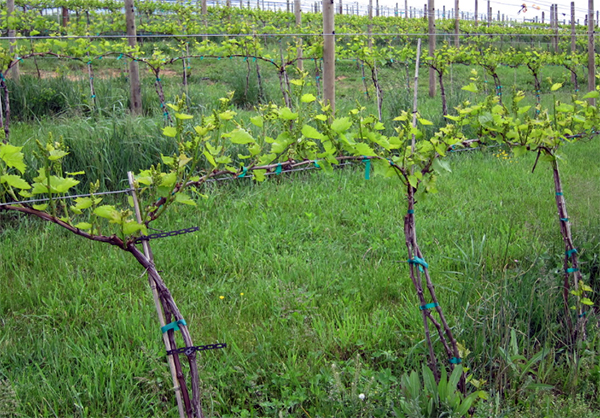 Kindred Pointe Winery grapes