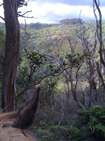 between the ears view from horseback of koa ridge canyon hawaii