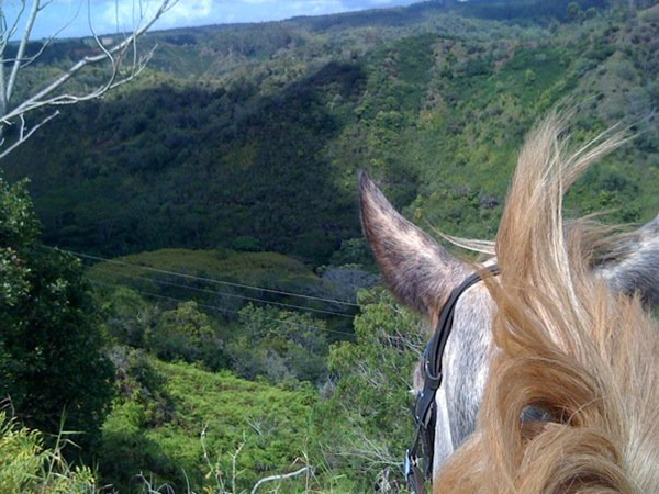 between the ears view from horseback of koa ridge canyon hawaii