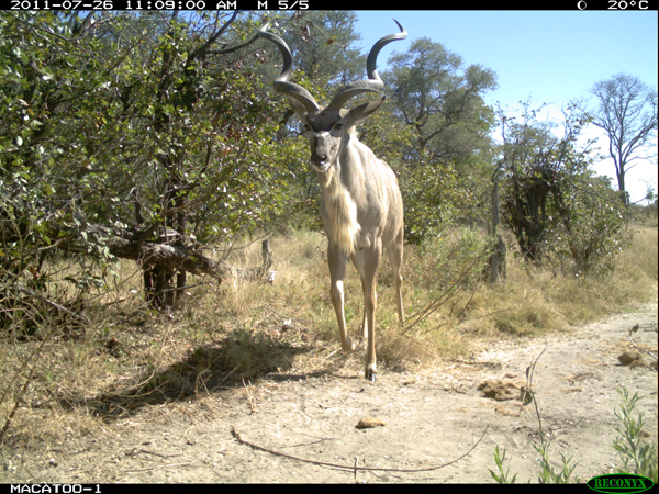 Kudu in Botswana