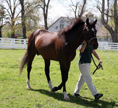 cigar kentucky horse park