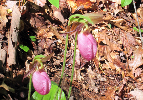 Lady slipper flowers West Virginia